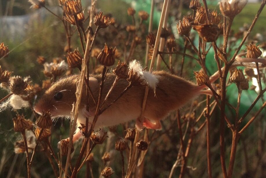 Harvest mouse by Emily Howard-Williams