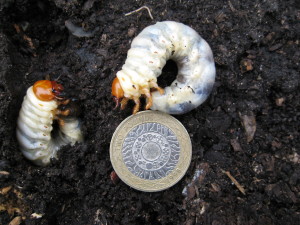 Stag beetle larvae by Peter Cox