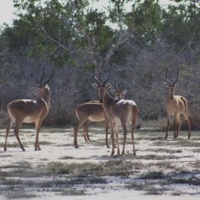 hirola antelopes