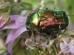 Rose chafer beetle by Mark Sanders