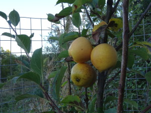 pitmaston pineapple apple tree