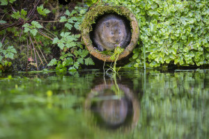 water vole by Ian Schofield/Shutterstock.com