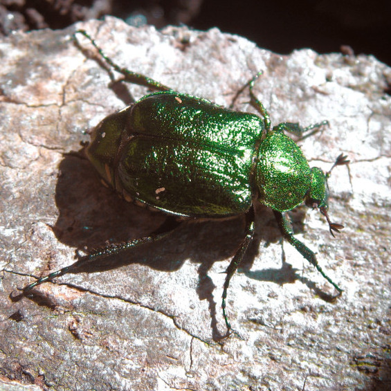 noble chafer beetle