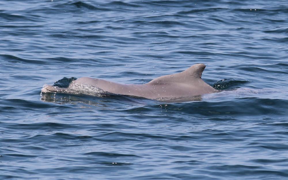 Indian Ocean Humpback dolphin by Dr Gill Braulik
