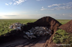 saiga mass grave by Sergei Khomenko FAO