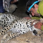 Collared Persian leopard by WildCRU/ICS/Panthera/A.Moharrami