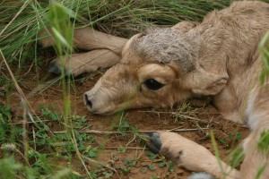 newborn saiga antelope