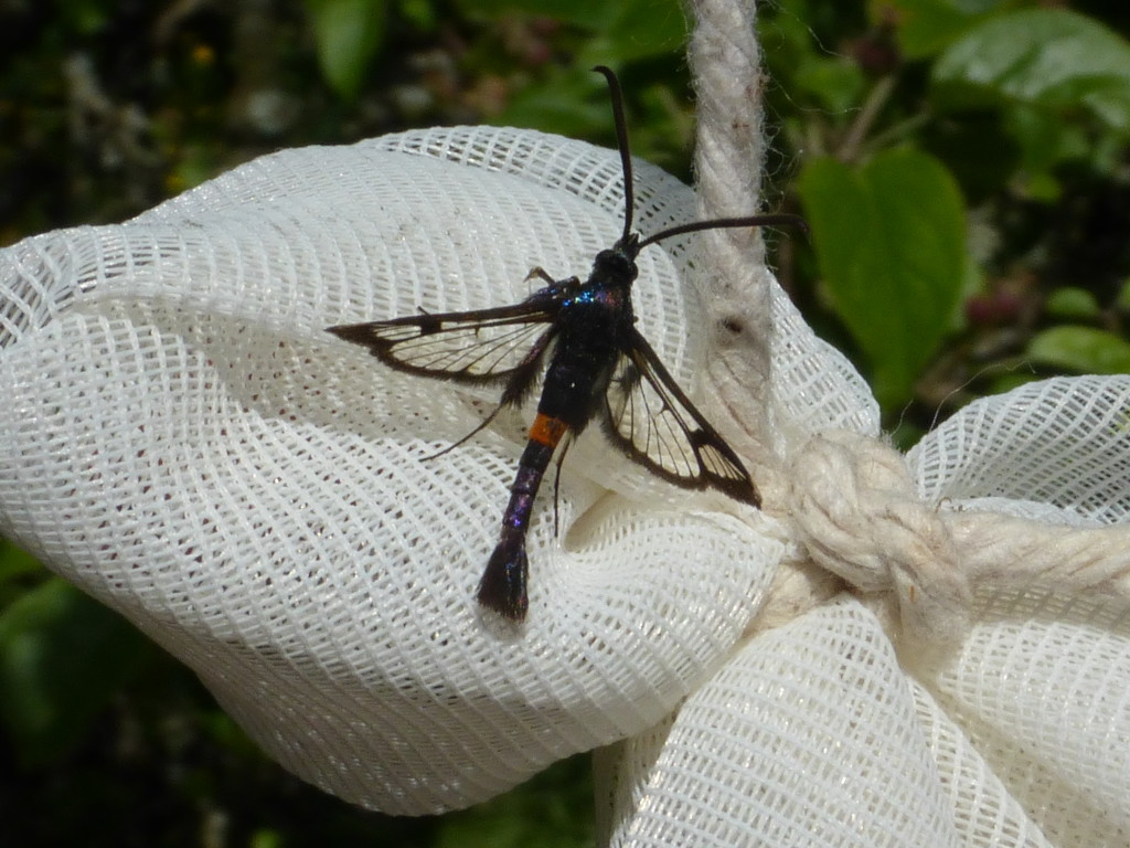 Red-belted clearwing