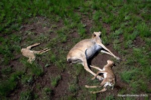 dead saiga mother and calf by Sergei Khomenko FAO