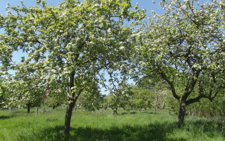 Traditional cider orchard