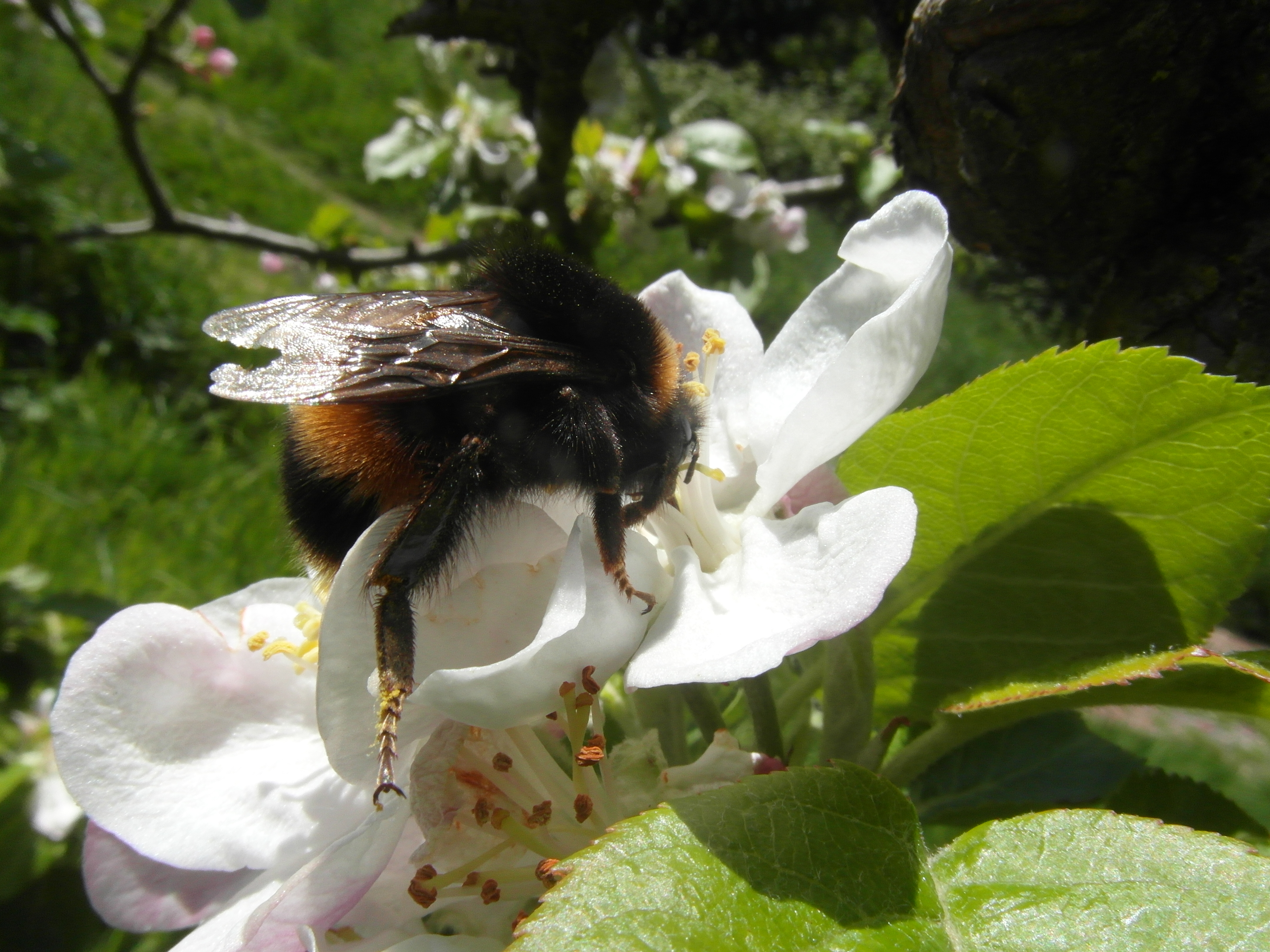 Bumblebee on apple blossom. Orchards biodiversity
