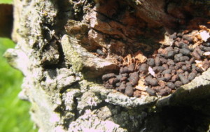 Noble Chafer frass in apple tree rot hole