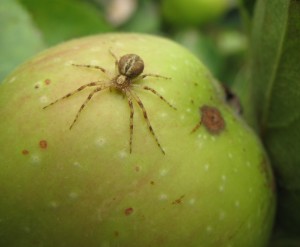 spider on apple