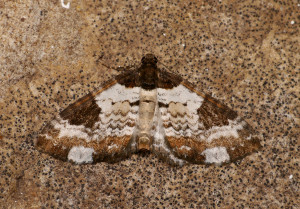 Chalk moth_Oliver Wadsworth