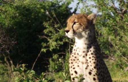 Cheetah looking by Ruaha Carnivore Project