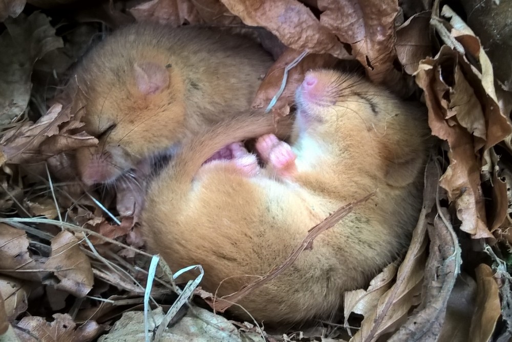 Where do dormice hibernate? - People's Trust for ...