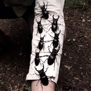 Eight beetles on arm by Alex M