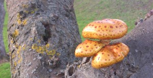 Fungus in Bramley Pholiota aurivella
