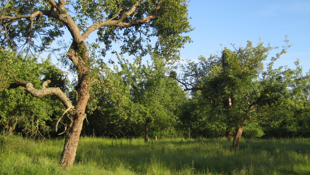 Veteran tree in traditional orchard