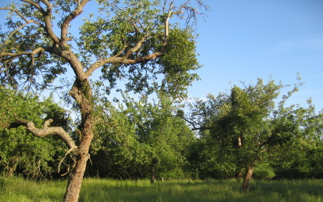 Veteran tree in traditional orchard