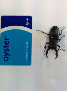 Male stag with oyster card by Sam Hoffman