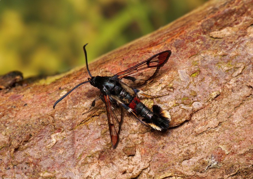 Red-tipped Clearwing_Oliver Wadsworth