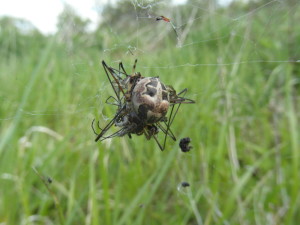 Nuctenea cornuta spider in grassland