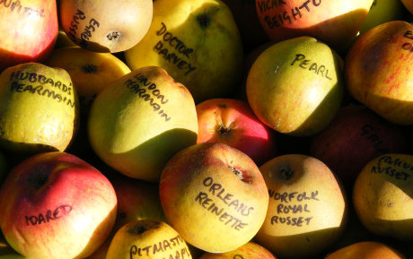 Apple varieties - Bob Lever