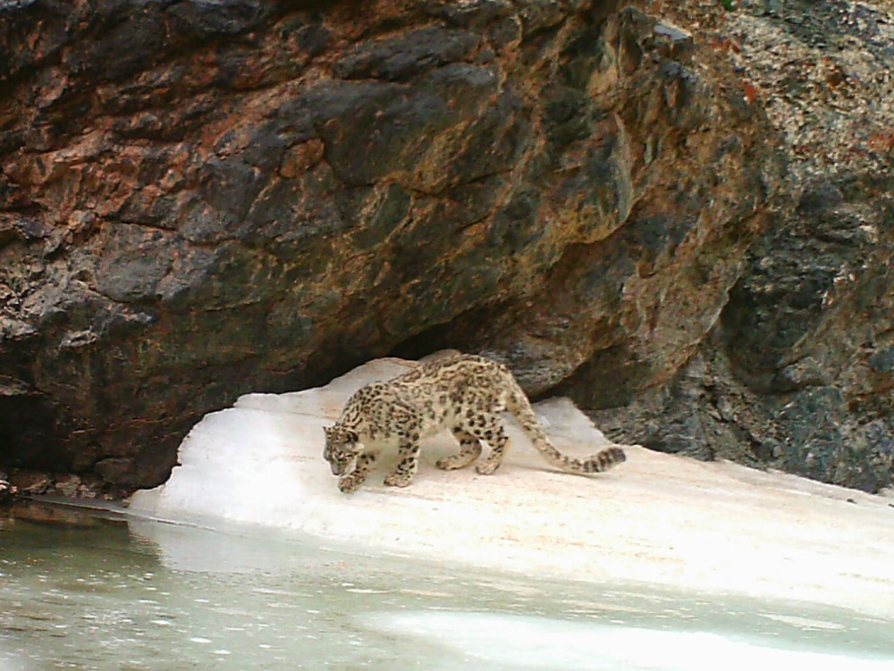 Snow leopard drinking by The Wildlife Institute Beijing and Wildlife Without Borders UK
