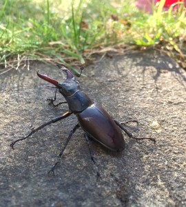 Stag beetle in sun by Abigail Hering