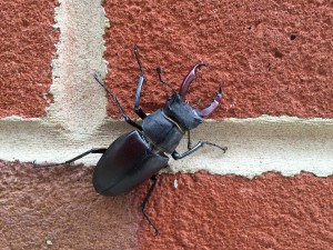 Stag beetle on brick wall by Rob Evans