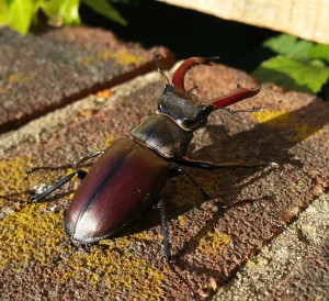 Stag beetle on bricks by Lauren Burt