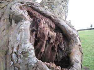 Rot hole dead wood in pear tree