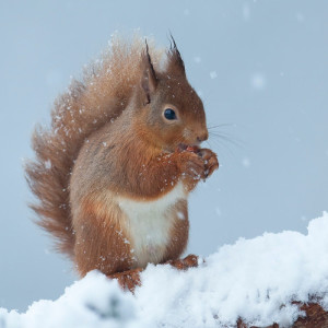 Red squirrel Christmas card