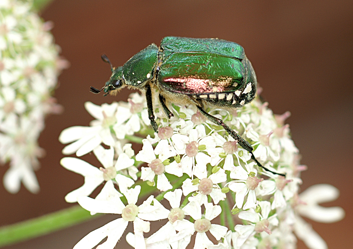 Noble chafer beetle by Paul Brock