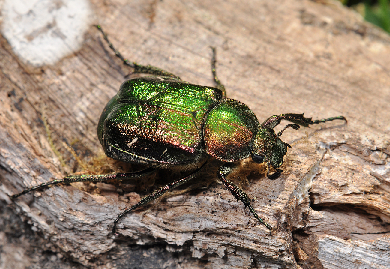 Noble chafer beetle by Paul Brock Noble chafer beetle by Paul Brock