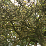 tree-in-need-of-restorative-pruning-jo-amery1