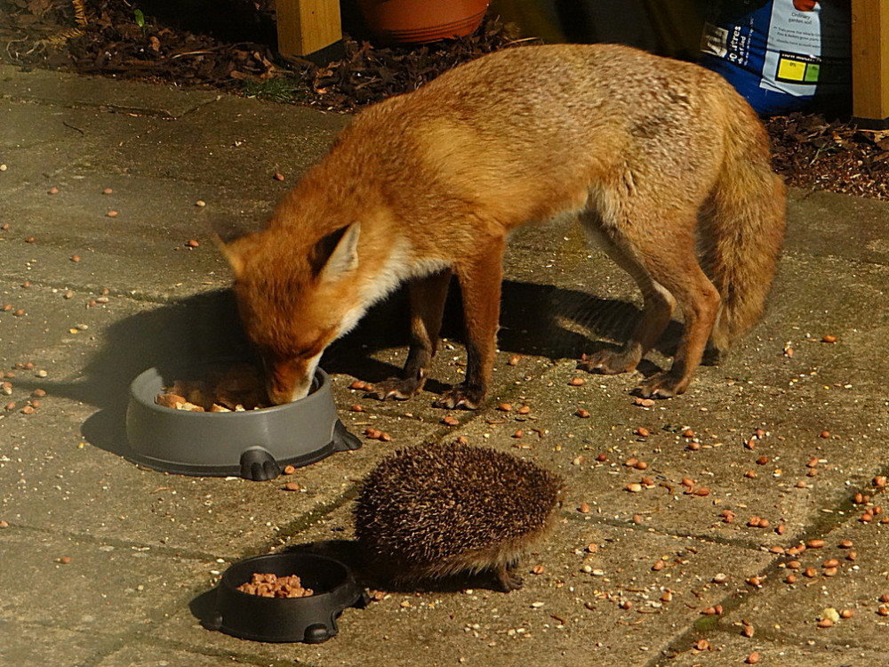 hedgehog and fox by Angie Davidson hedgehog and fox by Angie Davidson