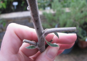Growth bud in leaf axil