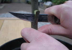 Cut a matching section in the rootstock