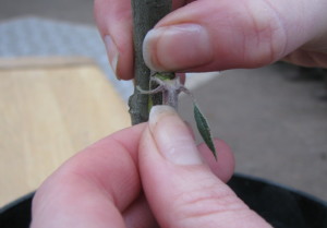 Holding the bud chip and bud in place, pull the leaf stalk down to snap it off.