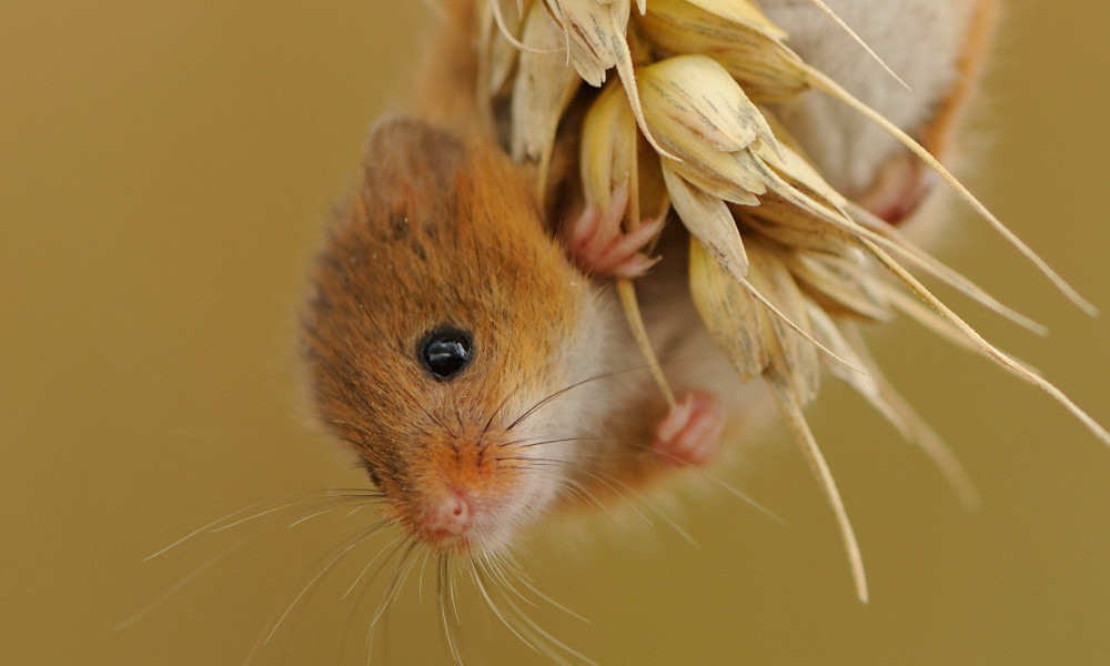 Harvest mouse by Ben Andrew