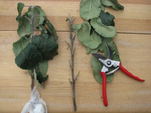 Bud stock preparation for bud grafting