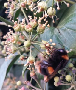 Bumblebee on ivy flowers by Joanna Durrant