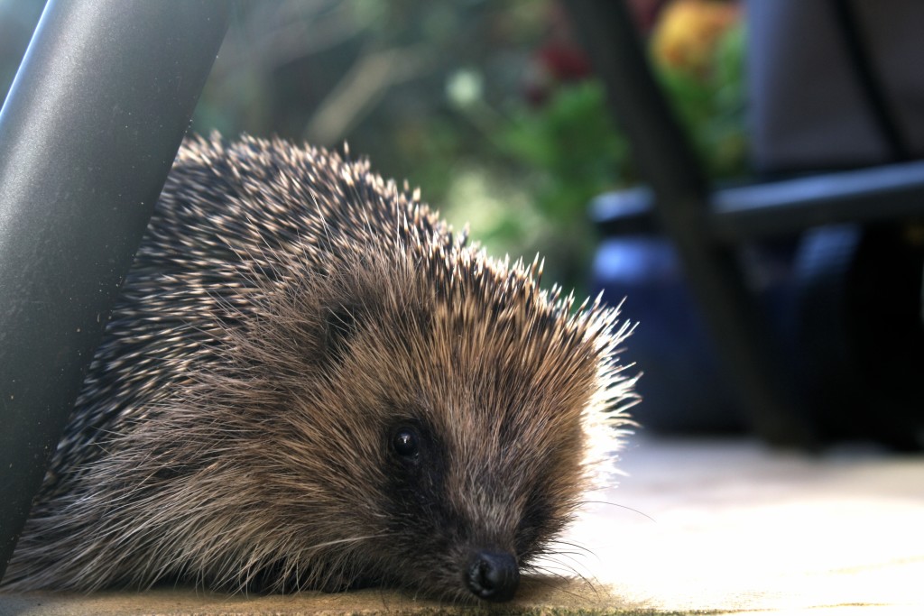 The State of Britain's Hedgehogs is an update of the status of both rural and urban hedgehog populations.