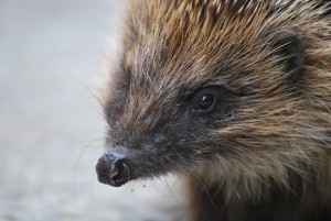 An image of a hedgehog by Steve Dickerson, Hedgehog Champion from Bristol