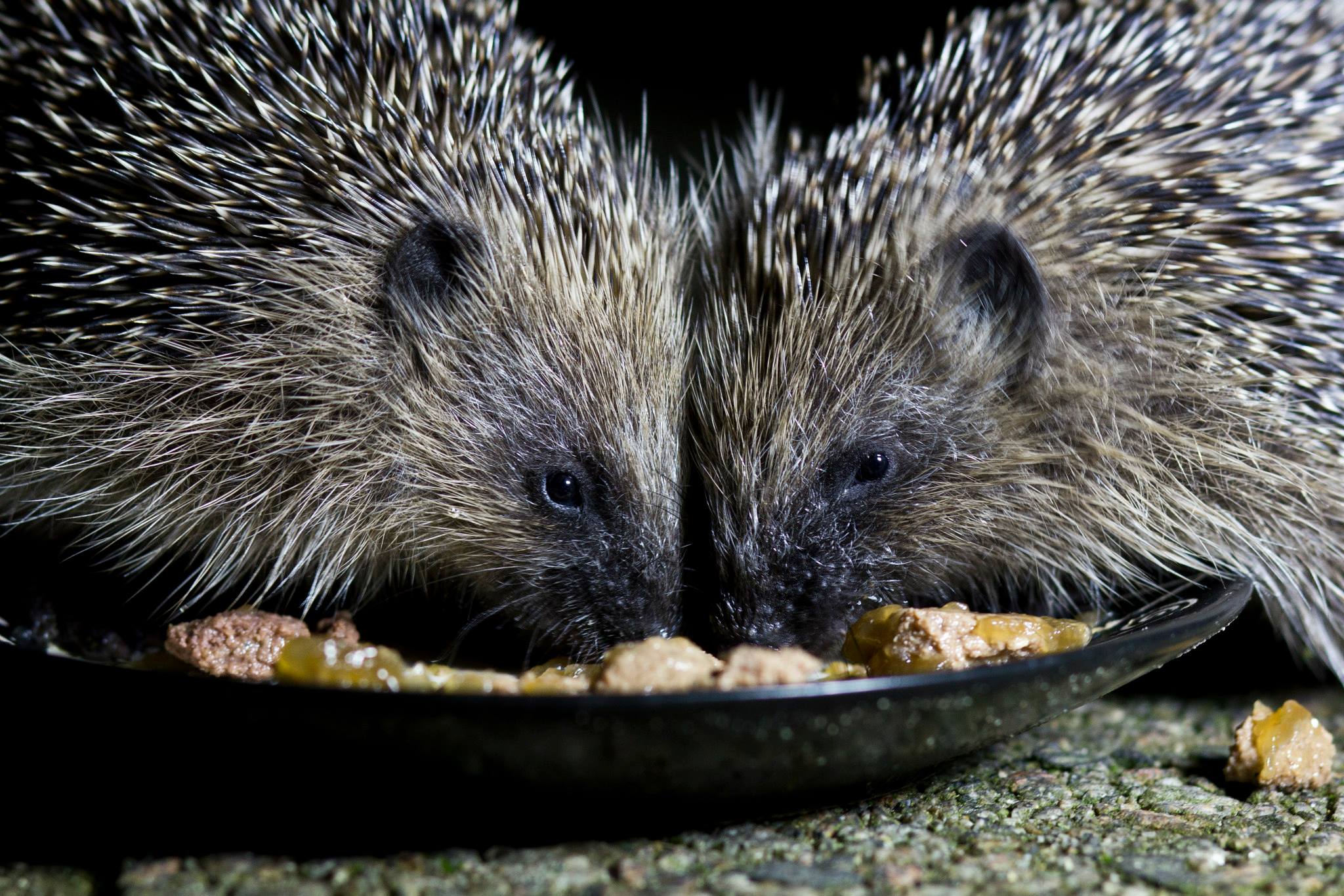 Grahame Ritchie (1) Hedgehog Street