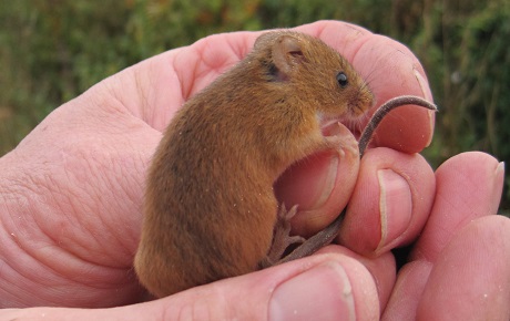 Harvest mouse by Deborah Wright ptes internship projects