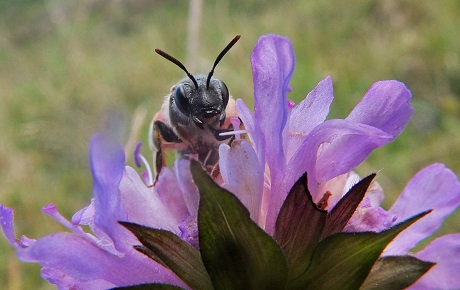 Large scabious bee ptes internship projects