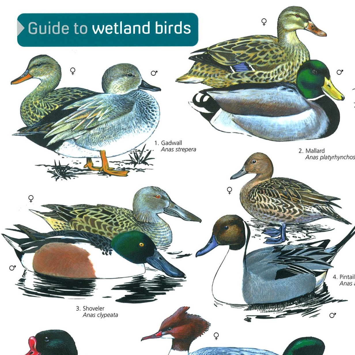 Duck Species Chart